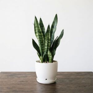 Snake Plant