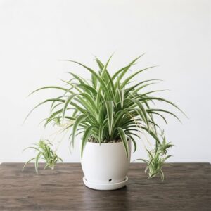 Spider Plant