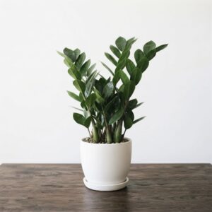 ZZ Plant