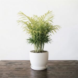 Areca Palm