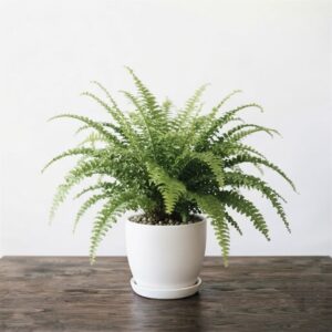 Boston Fern