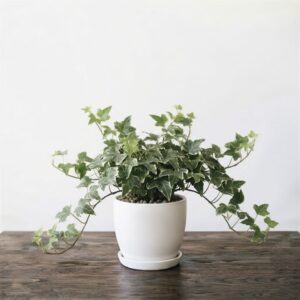 English Ivy