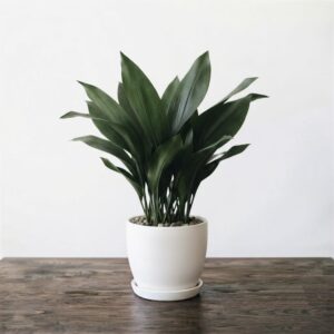 Cast Iron Plant