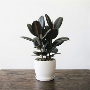 Rubber Plant