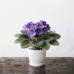 African Violet